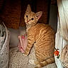 cat, orange_tabby, pet, feline, cozy, blanket, closet, clothing, fabric, indoor, curious, whiskers, ears, tail, fur, sitting, texture, soft, home, comfort