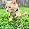 Bo joined the competition — help win amazing prizes! cat, orange_cat, collar, pet, outdoor, grass, greenery, backyard, fence, animal, whiskers, closeup, walking, nature, domestic_cat, curious, daylight, fur, tag, focus