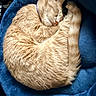cat, sleeping, ginger_cat, curled_up, furry, pet, cozy, bed, blue_bed, indoor, relaxed, cute, whiskers, tail, fur, domestic_cat, resting, animal, mammal, nap