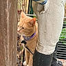 cat, ginger_cat, statue, garden, outdoor, curious, collar, leash, wooden_post, concrete, boots, decoration, fence, greenery, pet, animal, side_view, texture, close_up, natural_light