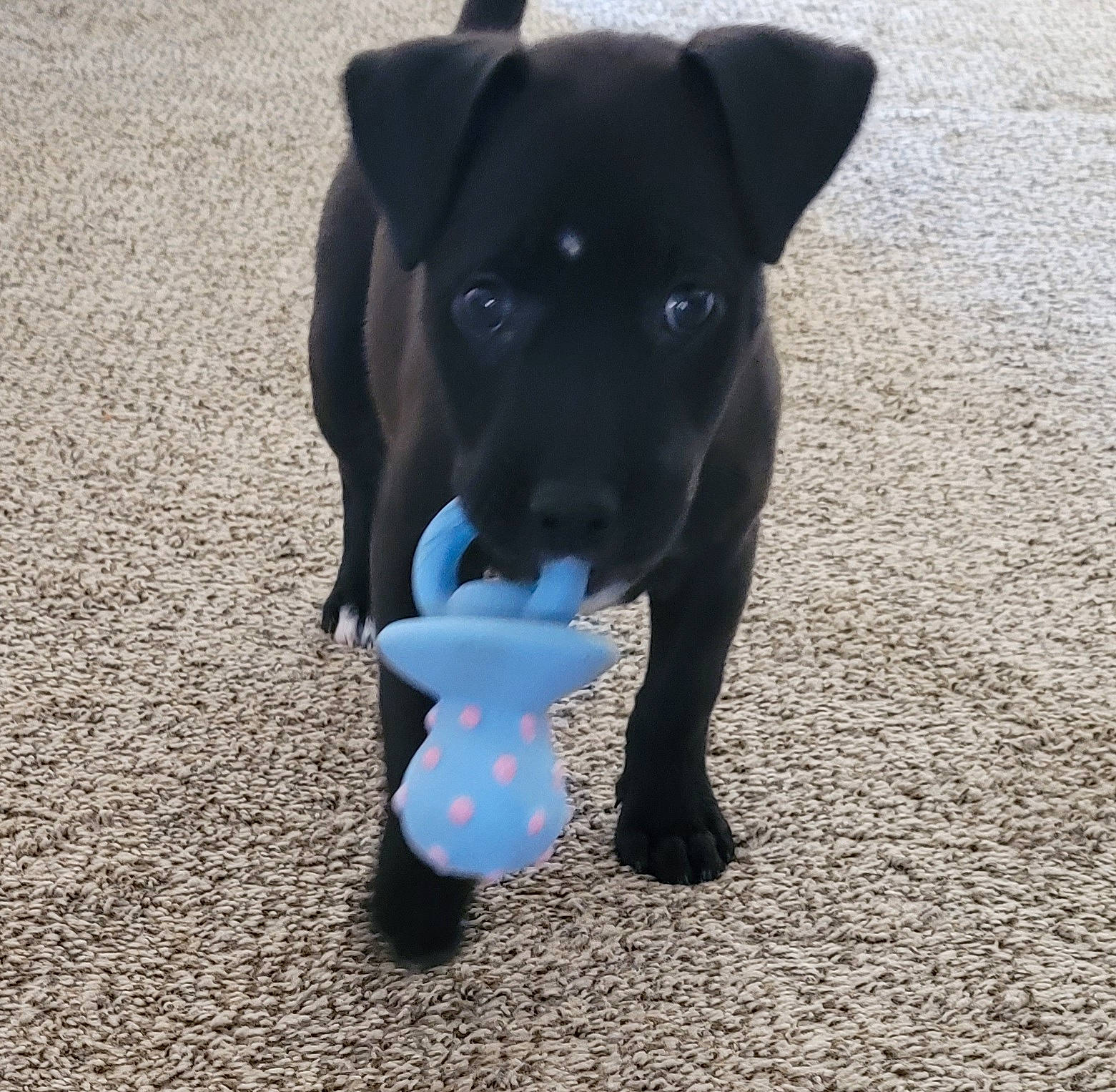 Sophie is registered to the contest to win money with this photo: baby_toys, canidae, carnivore, companion_dog, dog, dog_breed, dog_supply, dog_toy, figurine, non_sporting_group, pet_supply, plastic, shadow, snout, sporting_group, toy, vertebrate, working_animal, working_dog