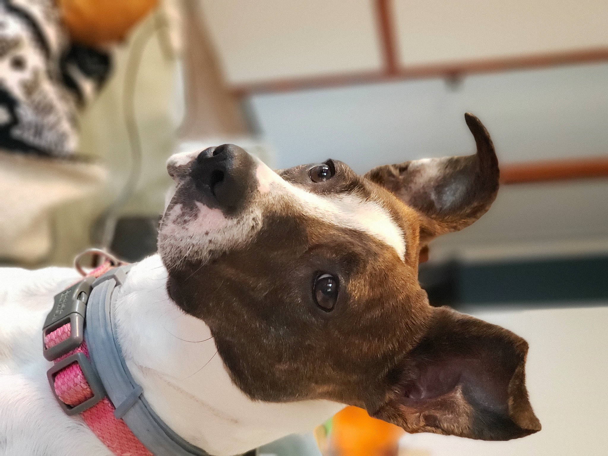 Harleen is registered to the contest to win money with this photo: canidae, carnivore, collar, companion_dog, dog, dog_breed, dog_collar, dog_supply, fawn, guard_dog, jaw, leash, liver, pet_supply, snout, sporting_group, whiskers, working_animal, working_dog