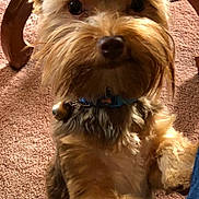 Bentley is registered to the contest to win money with this photo: dog, small_dog, fur, collar, bell, indoor, carpet, wooden_furniture, pet, cute, standing, curious, closeup, brown_fur, fluffy, animal, companion, domestic_dog, alert, adorable