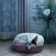 Naya participe au concours pour gagner de l'argent avec cette photo : dog, white_dog, black_markings, pet_bed, plush_cushion, tile_floor, curtain, sheer_curtain, leaf_pattern, flower_arrangement, glass_vase, indoor, resting, sleeping, cozy, home_decor, wall_texture, white_brick_wall, plant, calm