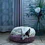 dog, white_dog, black_markings, pet_bed, plush_cushion, tile_floor, curtain, sheer_curtain, leaf_pattern, flower_arrangement, glass_vase, indoor, resting, sleeping, cozy, home_decor, wall_texture, white_brick_wall, plant, calm