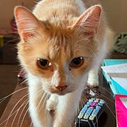 Cletus joined the competition — help win amazing prizes! animal, cat, close_up, curious, domestic_cat, ears, eyes, feline, focus, front_paw, household, indoor, orange_cat, papers, pet, remote_control, table, walking, whiskers, white_cat