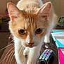 animal, cat, close_up, curious, domestic_cat, ears, eyes, feline, focus, front_paw, household, indoor, orange_cat, papers, pet, remote_control, table, walking, whiskers, white_cat
