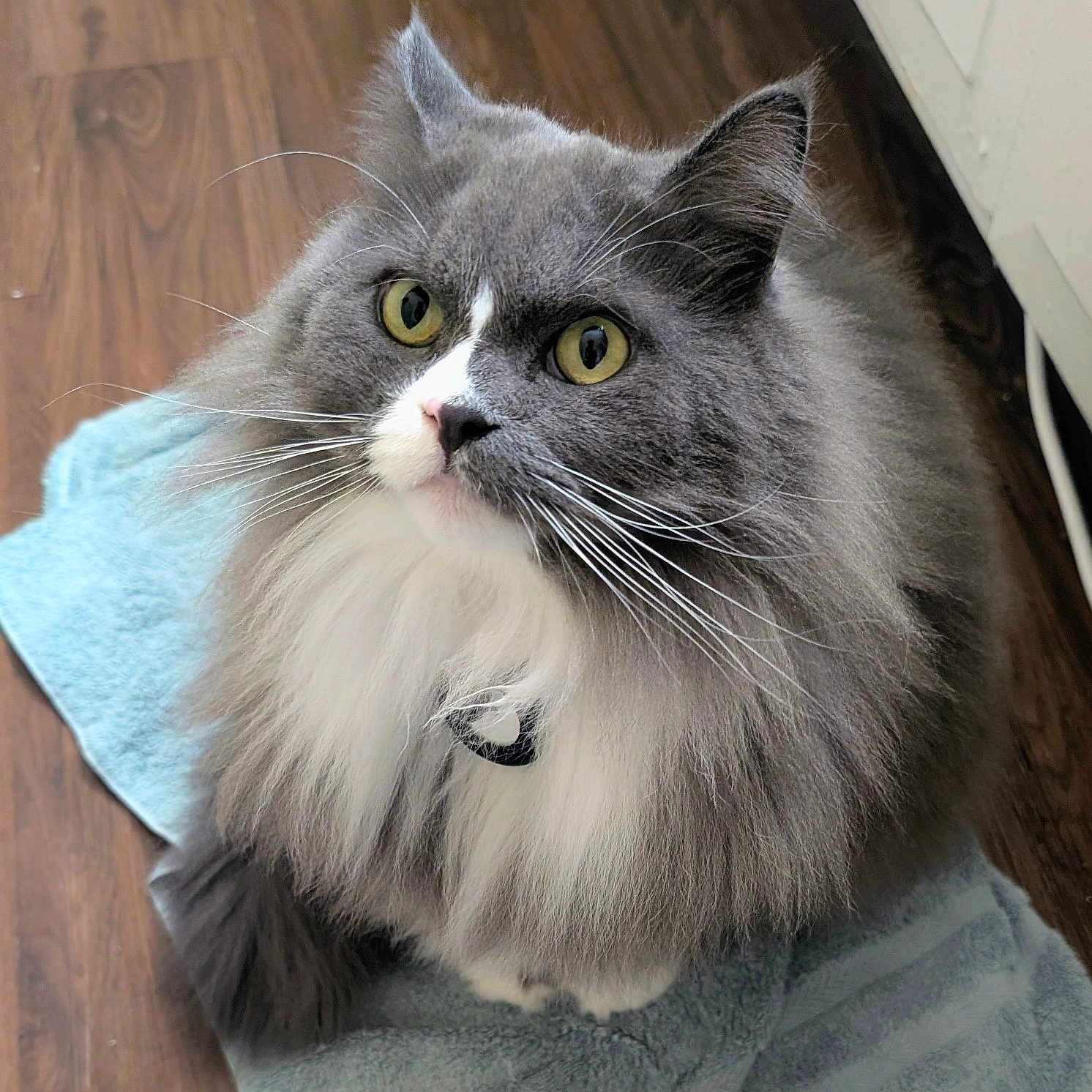 Tom is registered to the contest to win money with this photo: animal, cat, close_up, collar, curious, domestic, ears, feline, fluffy, gray_cat, indoor, pet, portrait, sitting, soft_texture, towel, whiskers, white_fur, wooden_floor, yellow_eyes