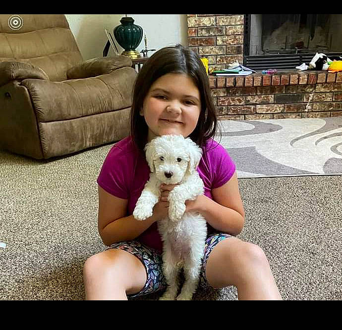 Ellie is registered to the contest to win money with this photo: abdomen, comfort, companion_dog, couch, dog, dog_breed, fawn, fun, happy, human_leg, joy, lap, mammal, person, sitting, smile, stuffed_toy, thigh, toy, toy_dog