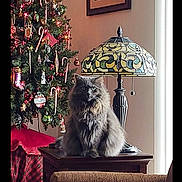 Kia joined the competition — help win amazing prizes! cat, furniture, lamp, christmas_tree, holiday_decor, ornaments, candy_canes, table, indoor, cozy, decor, window, curtain, present, plush, pet, gray_cat, fluffy, holiday, living_room