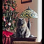 cat, furniture, lamp, christmas_tree, holiday_decor, ornaments, candy_canes, table, indoor, cozy, decor, window, curtain, present, plush, pet, gray_cat, fluffy, holiday, living_room
