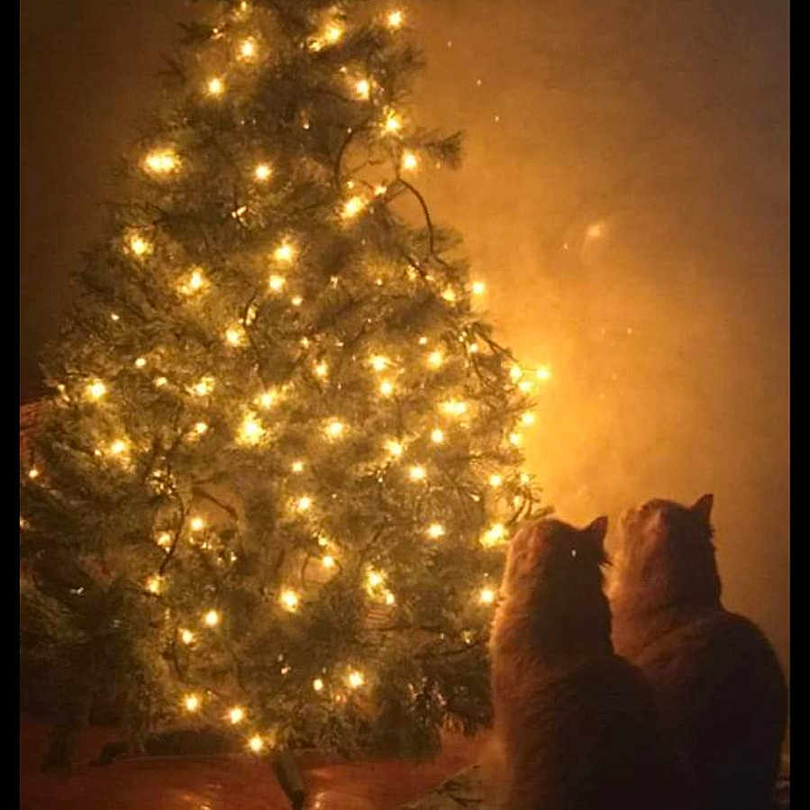 Sebastian And Mohica