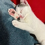 Haley Gragg is registered to the contest to win money with this photo: animal, blanket, cat, closeup, cozy, cute, domestic_cat, feline, indoor, kitten, paw, peaceful, pet, pink_paw_pads, relaxation, resting, sleeping, snuggling, soft_texture, white_fur