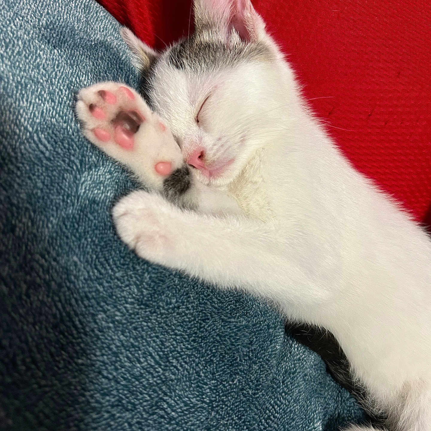 Haley Gragg is registered to the contest to win money with this photo: animal, blanket, cat, closeup, cozy, cute, domestic_cat, feline, indoor, kitten, paw, peaceful, pet, pink_paw_pads, relaxation, resting, sleeping, snuggling, soft_texture, white_fur