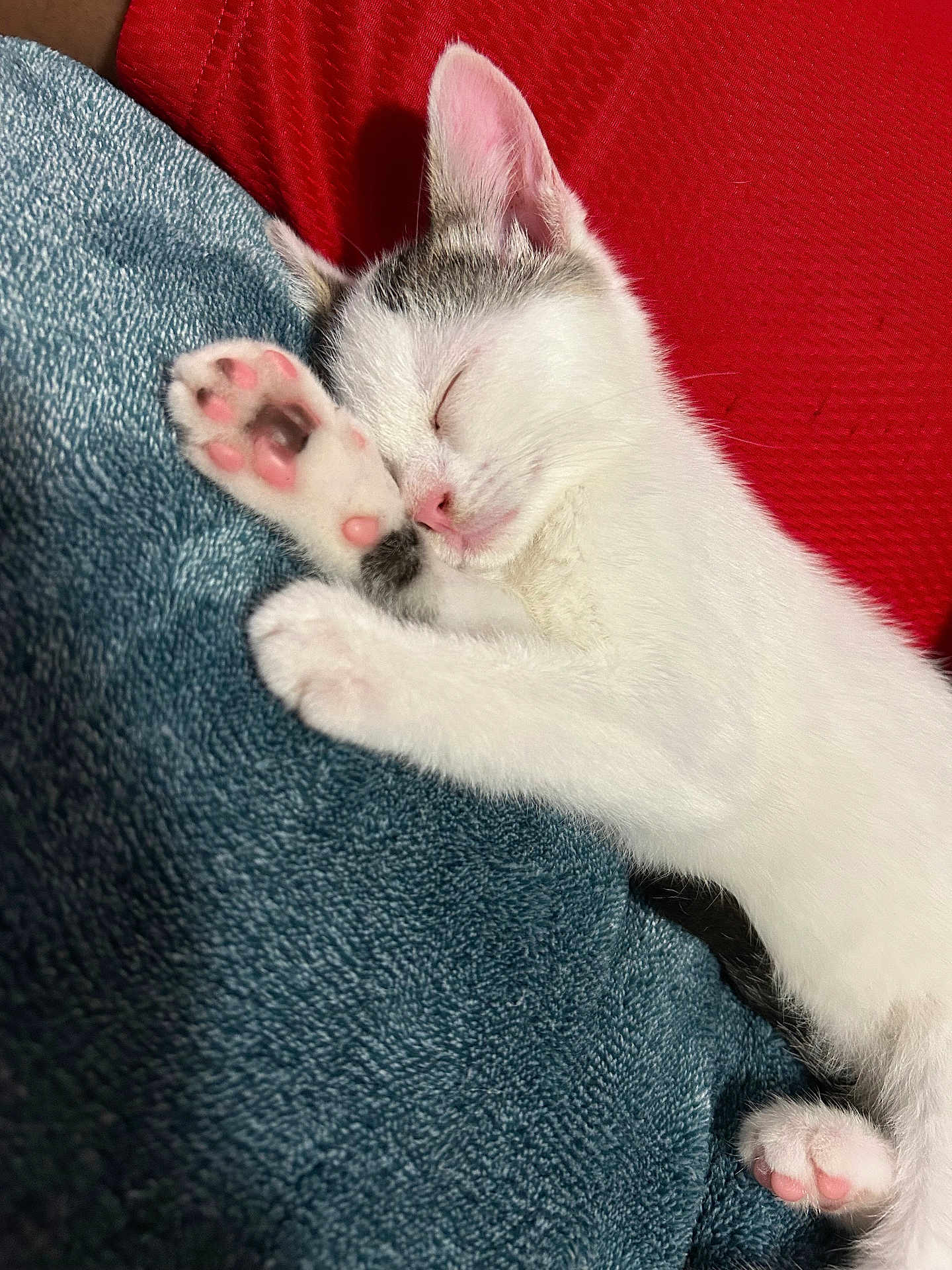 Haley Gragg is registered to the contest to win money with this photo: animal, blanket, cat, closeup, cozy, cute, domestic_cat, feline, indoor, kitten, paw, peaceful, pet, pink_paw_pads, relaxation, resting, sleeping, snuggling, soft_texture, white_fur