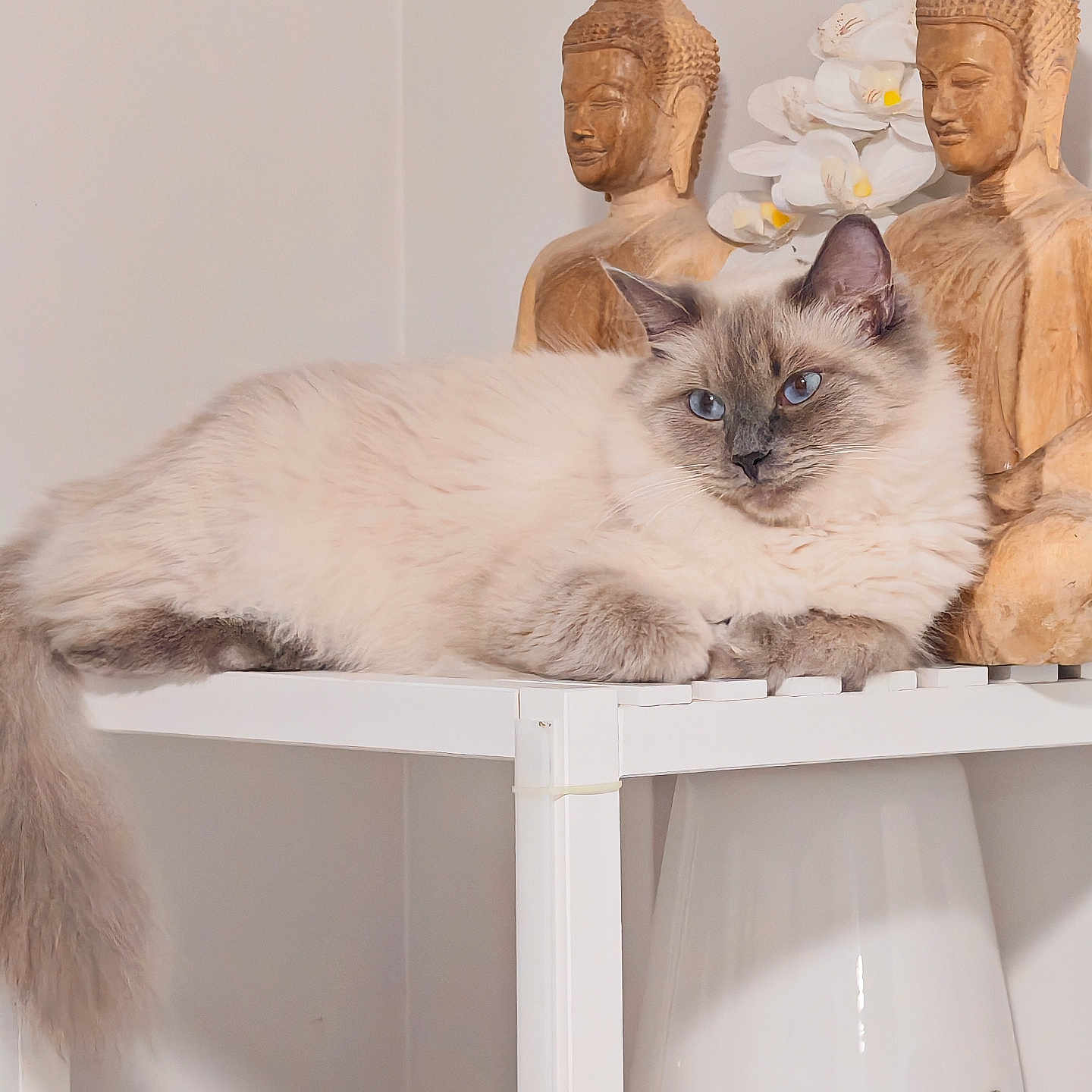 Yuki participe au concours pour gagner de l'argent avec cette photo : blue_eyes, buddha, calm, cat, closeup, cozy, decor, feline, flowers, fluffy, furniture, houseplant, indoor, ornaments, peaceful, pet, relaxing, resting, white_shelf, wooden_statues