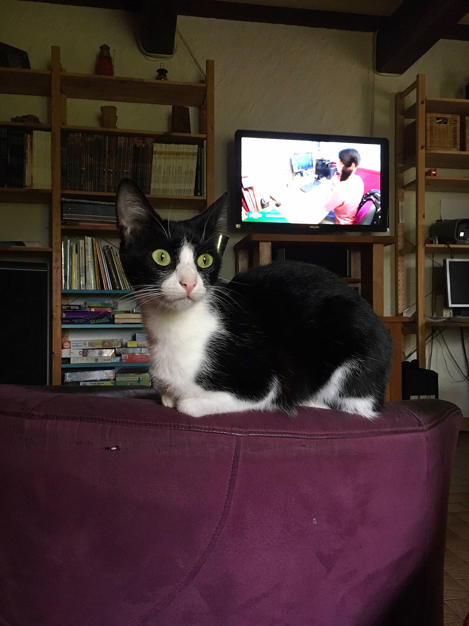 Mimoune a rejoint le concours — aidez-le/la à gagner de superbes lots ! carnivore, cat, chair, domestic_short_haired_cat, european_shorthair, felidae, fur, furniture, kitten, polydactyl_cat, sitting, small_to_medium_sized_cats, table, whiskers