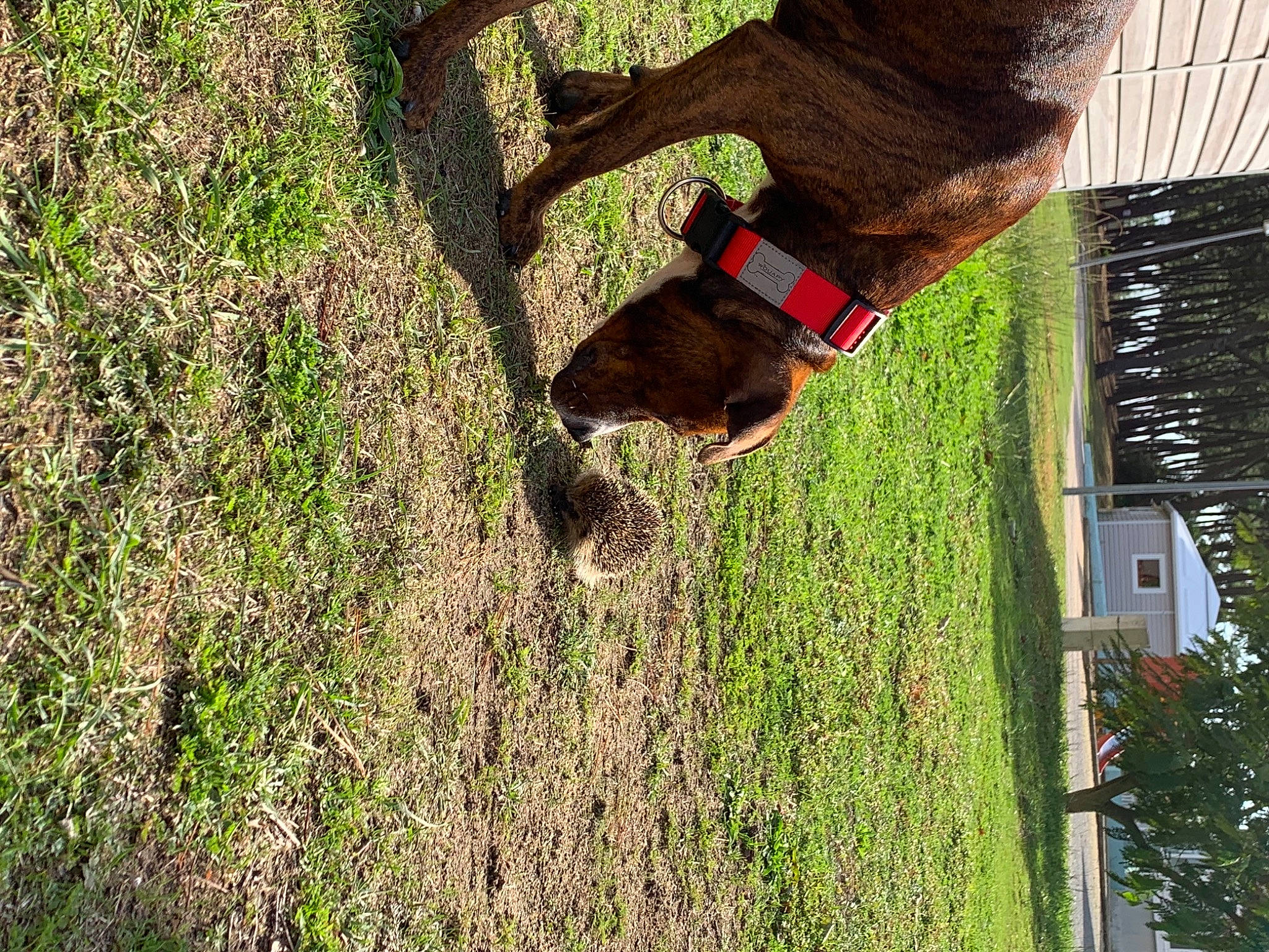 Tyron a rejoint le concours — aidez-le/la à gagner de superbes lots ! grass, grass_family, plant, sporting_group, tree, wood