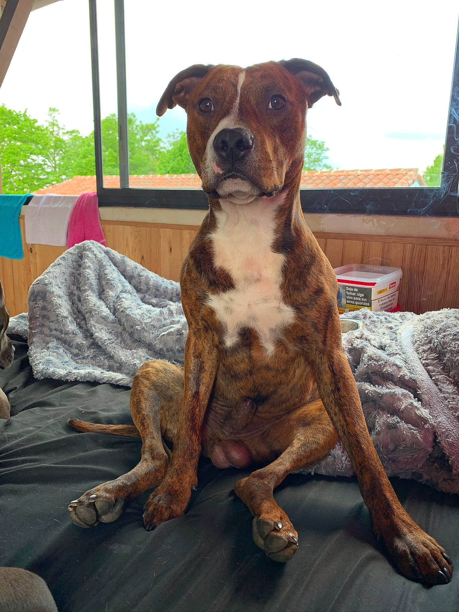 Tyron participe au concours pour gagner de l'argent avec cette photo : alaunt, american_bulldog, american_pit_bull_terrier, american_staffordshire_terrier, canidae, carnivore, catahoula_bulldog, companion_dog, dog, dog_breed, fawn, mammal, non_sporting_group, rare_breed_dog, snout, sporting_group, staffordshire_bull_terrier, treeing_tennessee_brindle, valley_bulldog, vertebrate