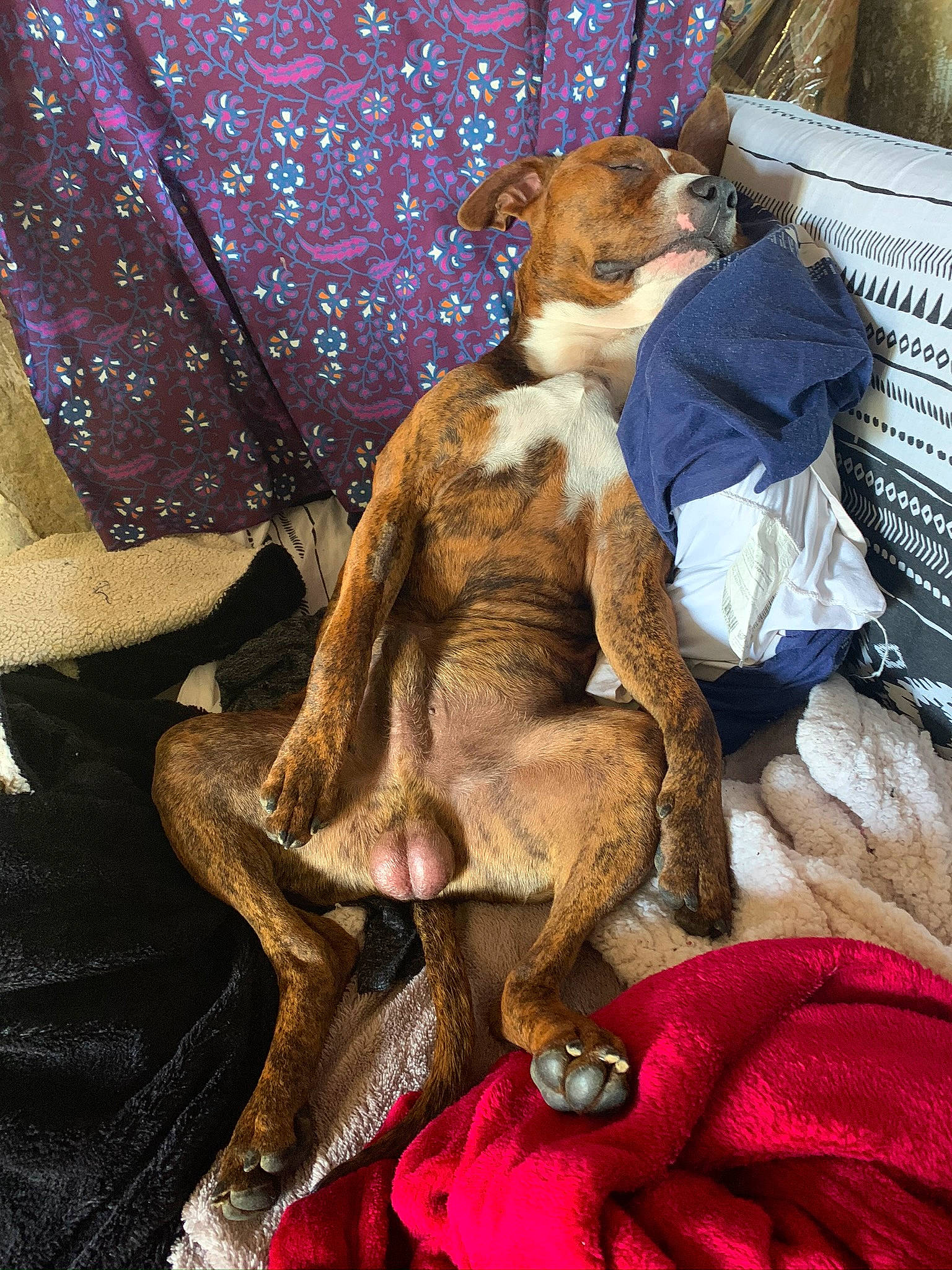 Tyron participe au concours pour gagner de l'argent avec cette photo : canidae, carnivore, companion_dog, dog, dog_breed, fawn, lurcher, puppy, whippet