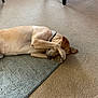 animal, canine, carpet, collar, covering_face, cute, dog, floor, furniture_leg, home, indoor, light_brown, lying_down, paw, pet, playful, quiet, relaxed, resting, shy