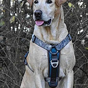 Gunner joined the competition — help win amazing prizes! dog, labrador_retriever, yellow_dog, pet, canine, sitting, harness, outdoor, nature, tree, leafless_tree, wooden_platform, animal, tongue_out, portrait, quiet, calm, forest, brown_ear, daylight