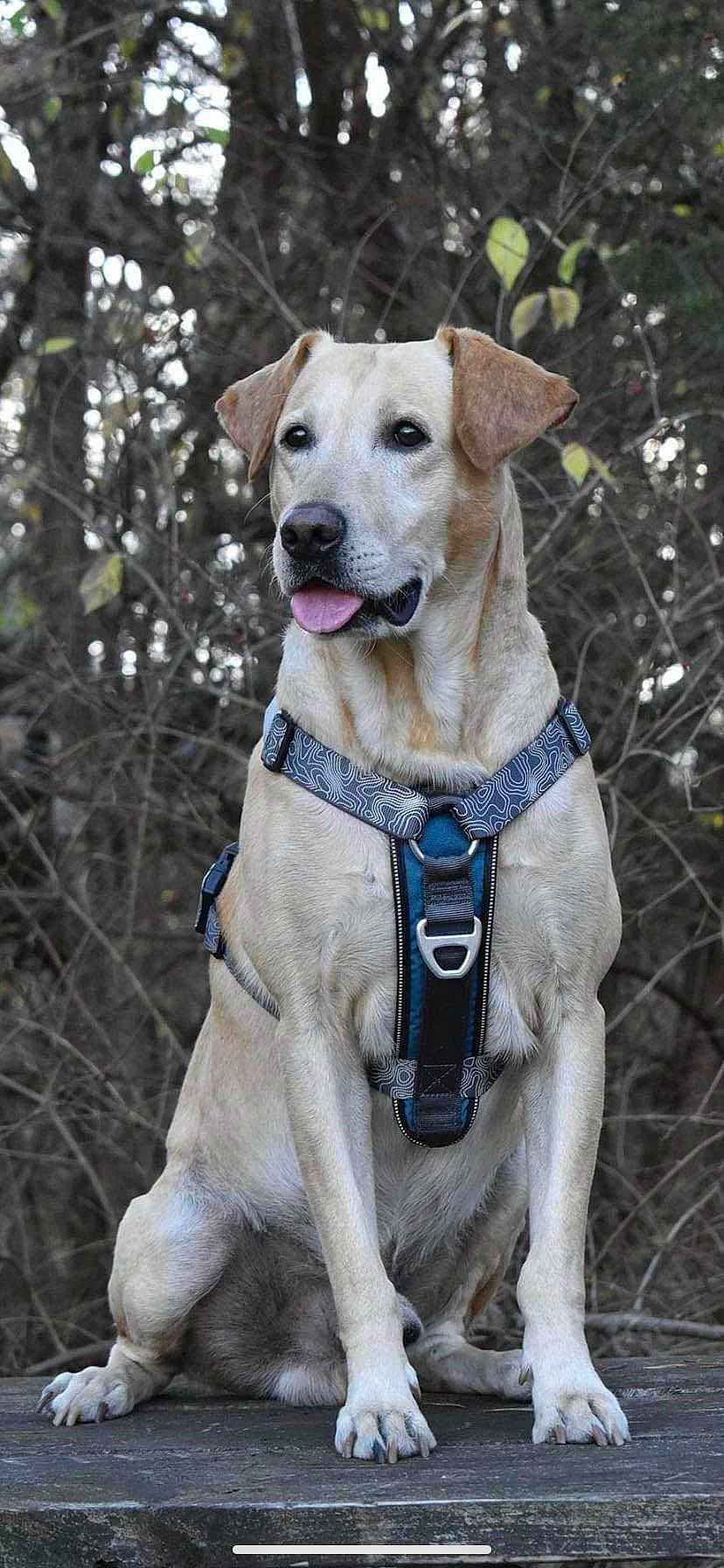 Gunner joined the competition — help win amazing prizes! dog, labrador_retriever, yellow_dog, pet, canine, sitting, harness, outdoor, nature, tree, leafless_tree, wooden_platform, animal, tongue_out, portrait, quiet, calm, forest, brown_ear, daylight