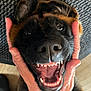 dog, canine, pet, happy, smiling, mouth_open, teeth, tongue, hands, holding, close_up, face, fur, ears, floor, carpet, indoor, animal, playful, friendly