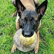 V'Abysse participe au concours pour gagner de l'argent avec cette photo : dog, german_shepherd, grass, ball, pet, animal, outdoor, playful, canine, fur, ears, mouth, paws, toy, nature, closeup, alert, brown, black, fetch