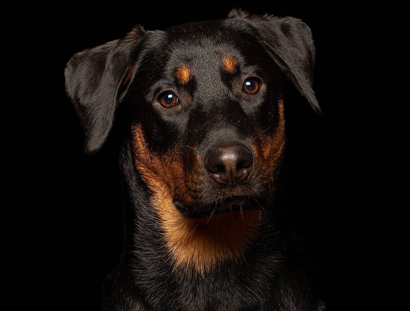 Dave is registered to the contest to win money with this photo: canidae, carnivore, companion_dog, darkness, dog, dog_breed, eye, fur, guard_dog, hunting_dog, liver, snout, sporting_group, terrestrial_animal, whiskers, working_animal, working_dog