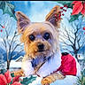 animal_portrait, background, christmas, cute, decorations, dog, ears, eyes, festive, fur, holiday, holly, nose, outdoor, poinsettia, santa_outfit, seasonal, small_dog, snow, winter