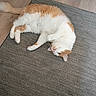 Sunshine joined the competition — help win amazing prizes! animal, carpet, cat, cozy, fluffy, funny, home, indoor, lying_down, orange_and_white, paws, pet, pink_nose, relaxed, rug, sleeping, tail, upside_down, whiskers, wood_floor