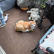Sunshine is registered to the contest to win money with this photo: animal, carpet, cat, cushion, feline, furniture, home, indoors, living_room, orange_cat, pet, relaxed, sitting, stroller, stuffed_animal, table, teddy_bear, toy, toy_fish, white_cat
