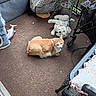 animal, carpet, cat, cushion, feline, furniture, home, indoors, living_room, orange_cat, pet, relaxed, sitting, stroller, stuffed_animal, table, teddy_bear, toy, toy_fish, white_cat