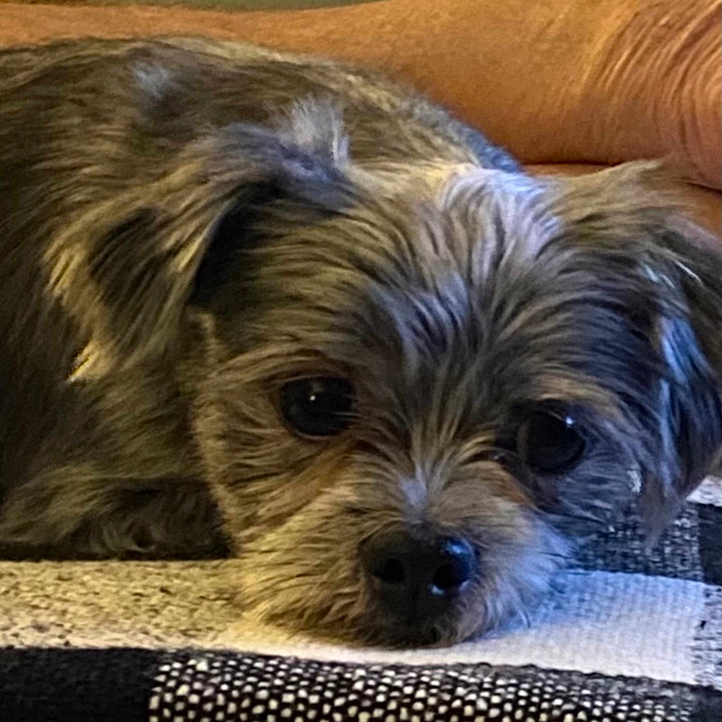 Shadow is registered to the contest to win money with this photo: animal, black_nose, blanket, calm, close_up, companion, cozy, cute, dog, ears, face, fur, furry, human_arm, indoor, lying_down, pet, relaxed, resting, small_dog