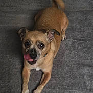 Max is registered to the contest to win money with this photo: adorable, animal, brown_dog, canine, carpet, companion, cute, dog, domestic_animal, ears, friendly, fur, indoor, looking_up, lying_down, paw, pet, playful, small_dog, tongue_out