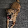 adorable, animal, brown_dog, canine, carpet, companion, cute, dog, domestic_animal, ears, friendly, fur, indoor, looking_up, lying_down, paw, pet, playful, small_dog, tongue_out
