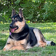 Ricita Gonzalez joined the competition — help win amazing prizes! dog, german_shepherd, canine, pet, animal, grass, outdoor, nature, leafy, greenery, tongue_out, relaxed, lying_down, fur, muzzle, ears, collar, sunlight, daylight, park
