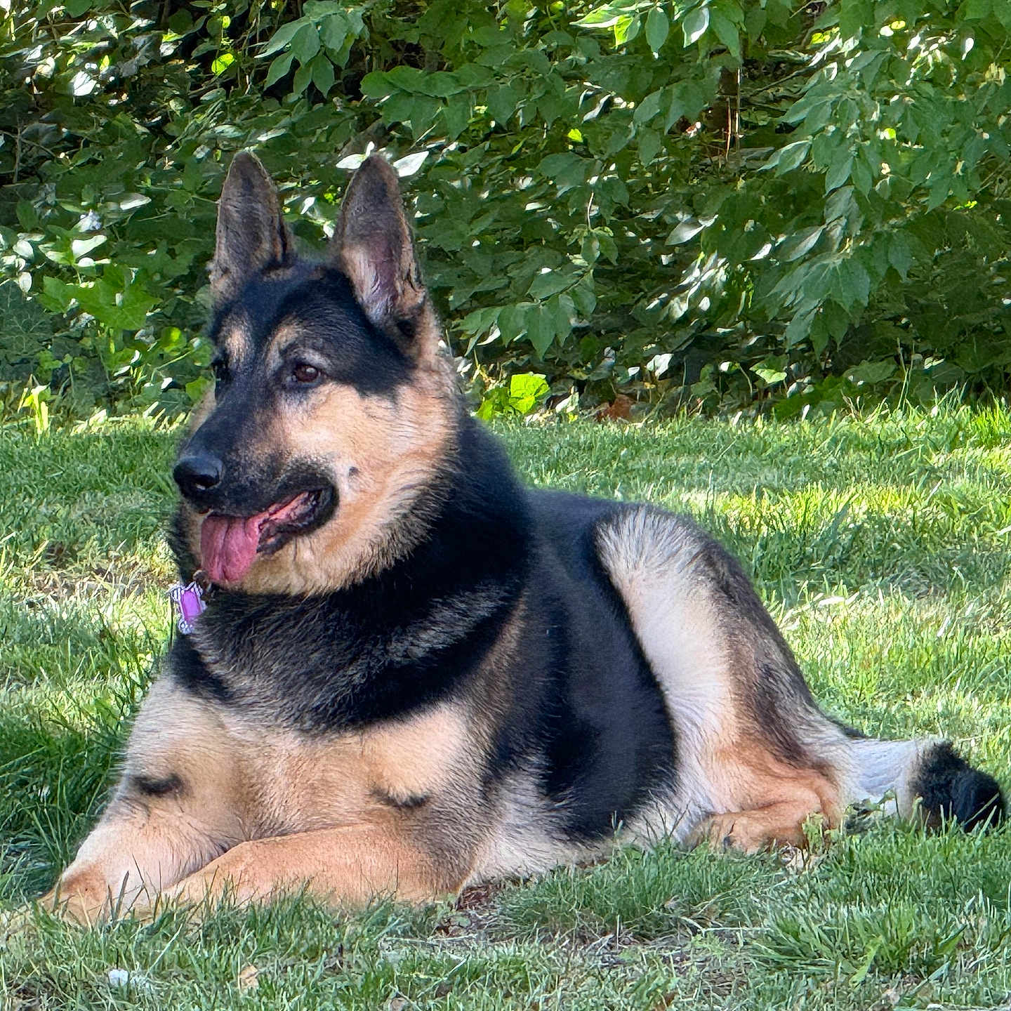 Ricita Gonzalez joined the competition — help win amazing prizes! animal, canine, collar, daylight, dog, ears, fur, german_shepherd, grass, greenery, leafy, lying_down, muzzle, nature, outdoor, park, pet, relaxed, sunlight, tongue_out