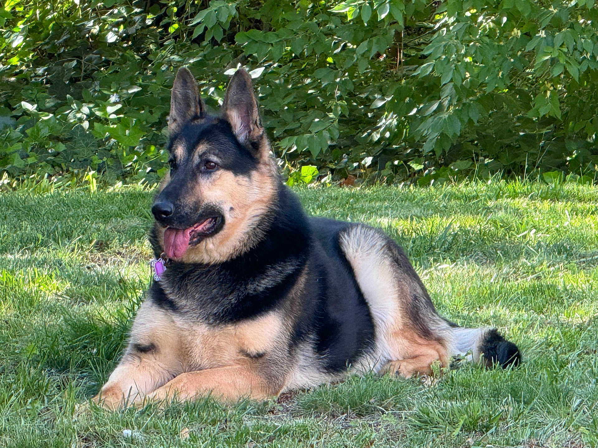 Ricita Gonzalez joined the competition — help win amazing prizes! dog, german_shepherd, canine, pet, animal, grass, outdoor, nature, leafy, greenery, tongue_out, relaxed, lying_down, fur, muzzle, ears, collar, sunlight, daylight, park