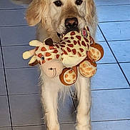 Cookie participe au concours pour gagner de l'argent avec cette photo : dog, golden_retriever, plush_toy, giraffe_toy, tile_floor, food_bowl, slow_feeder_bowl, indoor, pet, white_fur, front_legs, paws, closeup, portrait, looking_at_camera, holding_toy, playful, home_interior, toy_in_mouth, large_dog