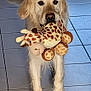 dog, golden_retriever, plush_toy, giraffe_toy, tile_floor, food_bowl, slow_feeder_bowl, indoor, pet, white_fur, front_legs, paws, closeup, portrait, looking_at_camera, holding_toy, playful, home_interior, toy_in_mouth, large_dog