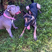 Tessy a rejoint le concours — aidez-le/la à gagner de superbes lots ! dog, dogs, grass, outdoor, pets, playful, pink_collar, german_shepherd, tongue_out, greenery, bush, nature, canine, animals, sunlight, summer, happy, companions, resting, friendly