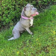 Tessy participe au concours pour gagner de l'argent avec cette photo : animal, canine, collar, cute, daylight, dog, grass, gray_dog, greenery, happy, leafy_bush, mammal, nature, outdoor, panting, pet, sitting, summer, sunlight, tongue_out