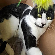 Oreo participe au concours pour gagner de l'argent avec cette photo : cat, black_and_white, pet, feline, box, paw, green_toy, curious, indoor, towel, whiskers, relaxed, close_up, fur, animal, cute, playful, looking_at_camera, domestic, portrait