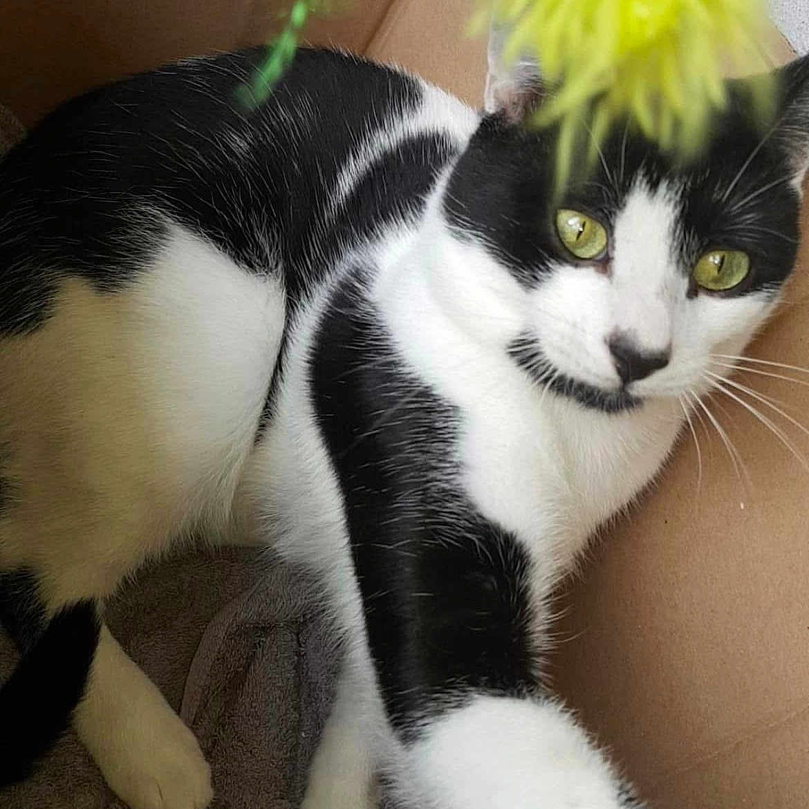 Oreo participe au concours pour gagner de l'argent avec cette photo : cat, black_and_white, pet, feline, box, paw, green_toy, curious, indoor, towel, whiskers, relaxed, close_up, fur, animal, cute, playful, looking_at_camera, domestic, portrait