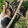 dog, grass, stick, playful, outdoor, animal, canine, teeth, mouth, ears, brown, black, fur, sunlight, nature, ground, happy, pet, chewing, joyful