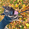 Frozen participe au concours pour gagner de l'argent avec cette photo : dog, german_shepherd, autumn, leaves, outdoor, grass, pet, canine, tongue, happy, playful, animal, nature, fall, leash, looking_up, ears, fur, closeup, bright
