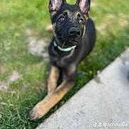 Frozen participe au concours pour gagner de l'argent avec cette photo : puppy, dog, black_and_tan, german_shepherd, sitting, outdoor, grass, sidewalk, portrait, close_up, pointed_ears, collar, leash, short_fur, brown_legs, black_fur, looking_at_camera, pet, backyard, playful