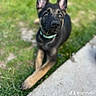 puppy, dog, black_and_tan, german_shepherd, sitting, outdoor, grass, sidewalk, portrait, close_up, pointed_ears, collar, leash, short_fur, brown_legs, black_fur, looking_at_camera, pet, backyard, playful
